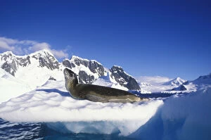 Antarctica, Boothe Island, Leopard Seal