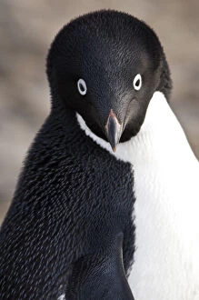 Antarctica, Brown Bluff. Adelie Penguins