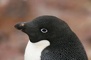 Adelie Gallery: Antarctica, Brown Bluff. Close-up profile
