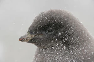 Images Dated 22nd July 2008: Antarctica, Brown Bluff. Portrait of adelie