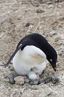 Images Dated 13th September 2011: Antarctica, Cape Adare. Adelie Penguins