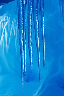 Antarctica, Close-up of icicles hanging