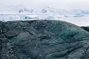 Images Dated 27th June 2005: Antarctica - copper veins in rock, Horse Shoe Island