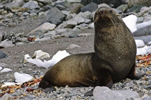 Pinniped Gallery: Antarctica, Cuverville Island. Antarctic