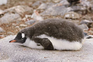 Antarctica, Cuverville Island. Gentoo penguin