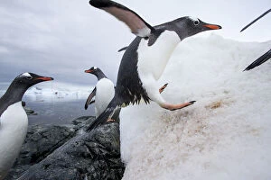 Agility Gallery: Antarctica, Cuverville Island, Gentoo Penguins