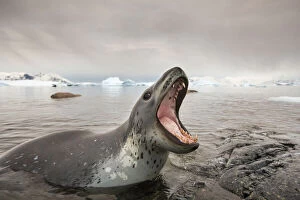 Fang Gallery: Antarctica, Cuverville Island, Leopard Seal