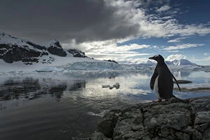 Solitary Gallery: Antarctica, Cuverville Island, Silhouette