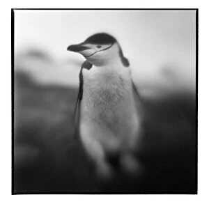 Images Dated 30th January 2014: Antarctica, Deception Island, Blurred black
