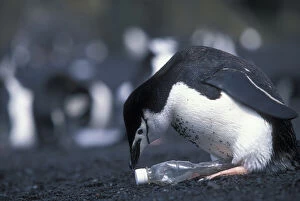 Body Gallery: Antarctica, Deception Island, Chinstrap penguin