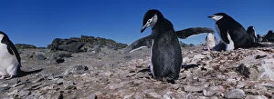 Antarctica, Livingston Island, Chinstrap