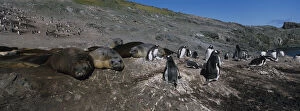 Antarctica, Livingston Island, Gentoo Penguins