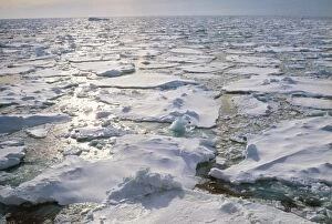 Images Dated 19th July 2006: Antarctica - loose pack ice