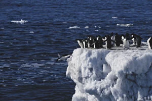 Adelie Gallery: Antarctica, Peninsula, Adelie Penguin standing