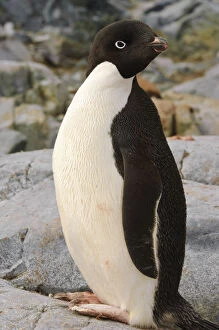 Antarctica, Petermann Island. Adelie penguin