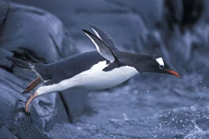 Adelie Gallery: Antarctica, Petermann Island, Adelie Penguins
