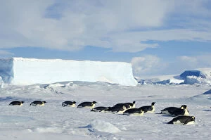 Images Dated 13th September 2011: Antarctica, Snow Hill Island, Adult emperor