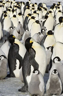 Images Dated 13th September 2011: Antarctica, Snow Hill Island. Emperor Penguin
