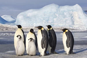 Antarctica, Snow Hill Island. Group of Emperor