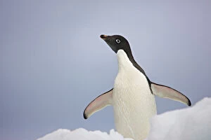Antarctica, South Shetland Islands. An adult