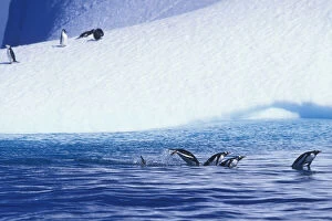 Antarctica, Trinity Island, Gentoo Penguins