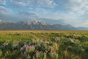 Images Dated 8th February 2022: Antelope Flats lupines and sagebrush. Grand Teton National Park Date: 03-08-2020