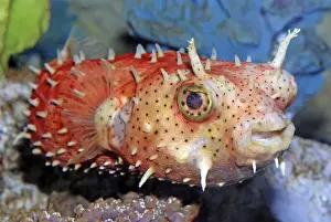 Spines Prints: Antenna Burrfish - Tropical reefs - Atlantic