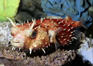 Antenna Burrfish - Tropical reefs - Atlantic