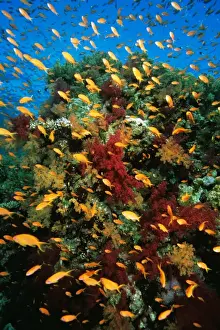 Queensland Prints: Anthias - school on coral reef Great Barrier Reef, Queensland, Australia KDN962Bd