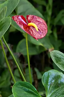 Canary Islands Prints: Anthurium - common name Tail Flower - evergreen