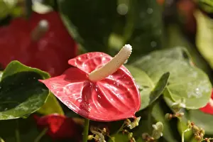 Anthurium / Flamingo Flower. Nice - France