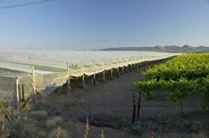 Anti-bird netting covering vineyard to protect grapes from frugivorous birds at Kakamas, near Upington, Northern Cape