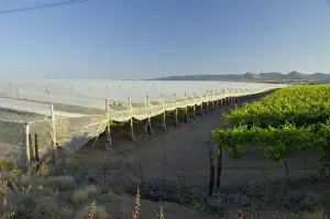 Nets Prints: Anti-bird netting covering vineyard to protect grapes from frugivorous birds at Kakamas