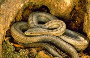 Caribbean Prints: Antiguan Racer Snake Antigua