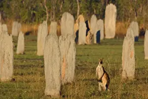Antilopine Wallaroo - adult Antilopine Wallaroo foraging on a field full of mounds of Magnetic Termites at early morning - Litchfield National Park, Northern Territory, Australia