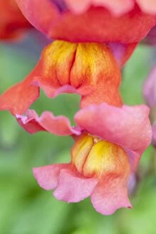 Antirrhinum Flowers, Norfolk UK