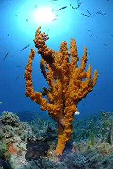 Poriferas Prints: Antler Sponge Mediterranean Turkey
