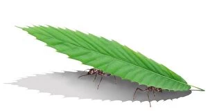 Ants - carrying leaf