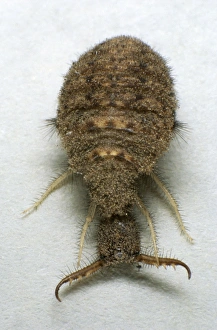 Images Dated 4th June 2007: Ants-lion larva on a paper sheet (note giant jaws), dug out from ants lion crater near town Kizil