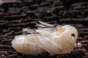 Nymph Prints: Ant's Nymp Europe
