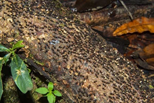 Ants, Sarawak, Malaysian Borneo, Malaysia
