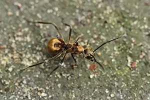 Ants Prints: Ants - Tanjung Puting National Park - Kalimantan - Borneo - Indonesia