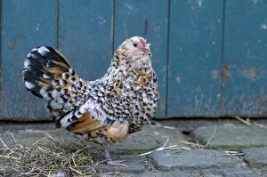 Images Dated 6th September 2010: Antwerp Beard Hen Chicken - Germany - Nordhorn