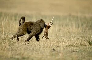 Baboons Gallery: Anubis / Olive / Savanna Baboon - Killing young