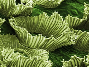 Plant Textures Collection: Anwyl Bromeliads - water is trapped under the scaly on the surface of the plant