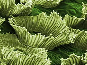 Plant Texture Prints: Anwyl Bromeliads - water is trapped under the scaly on the surface of the plant