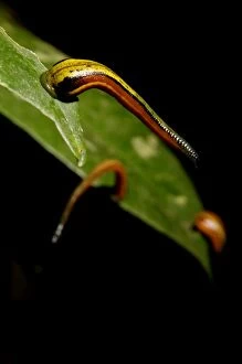ANZ-1057 Tiger Leeches / Painted Leech on leaves of low vegetation, typical in lowland rainforest of Kinabatangan river