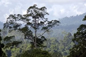 ANZ-1100 Primary rainforest on hill-slopes in river Danum conservation area