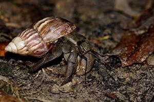 ANZ-1128 A nocturnal Hermit Crab (unidentified) rummages in rainforest floor