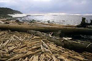 ANZ-1276 Driftwood - accumulating in Yenisey-river gulf